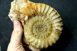 Acanthopleuroceras maugenesti - pliensbachien - Fresney-le-Puceux (14) FRANCE