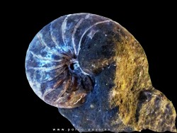 nautilus CYMATOCERAS SAKALAVUM (1)