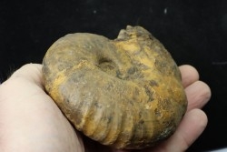 thomasites gongilensis -  Turonian - Haute-Bénoué - Nigéria