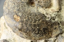 GARNIERICERAS SUBCLYPEIFORME - Volgien - Ulyanovsk, volga area, Russia