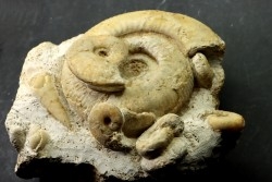 bloc avec Subgrossouvria crassa monestieri et plusieurs autres espèces, - callovien - Montreuil Bellay- FRANCE