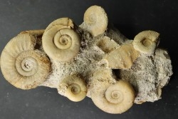 bloc multi-ammonites avec:  Choffatia isaballae, hecticoceras sp. - callovien - Montreuil Bellay- FRANCE