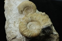 Association Peltoceras athleta, microconque (avec apophyse) et macroconque - callovien - Montreuil Bellay- FRANCE