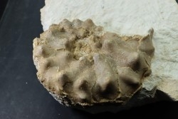 RARE Mammites chouberti - Turonian - Smara Area, Western Sahara