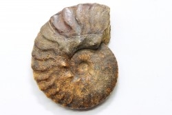 SEMENOVITES (ANAHOPLITES) LITSKOVI - Up. albian - KASACHSTAN