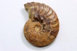 SEMENOVITES (ANAHOPLITES) LITSKOVI - Up. albian - KASACHSTAN