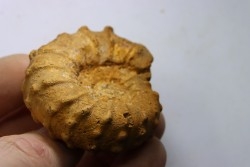Kamerunoceras jacobsoni - low. Turonian - MADAGASCAR