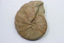 Hourcqiella bererensis - campanian - MADAGASCAR