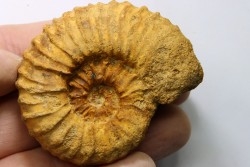 Kamerunoceras Isovokyense - Turonien inf. - Betioky, MADAGASCAR