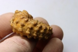 Kamerunoceras Isovokyense - low. Turonian - MADAGASCAR