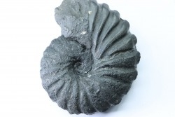 Gerhardtia galeatoides - Barrémien - Colombie