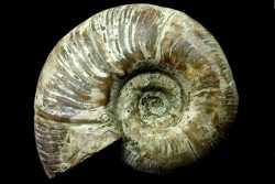 Puzosia quenstedti (pathologique) - Albien - MADAGASCAR