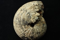 JUVAVITES SUBINTERRUPTUS -permien inf. - Timor, Indonesie