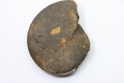 RARE USSURITES sp. - Norien (TRIAS) - Bobonaro Scaly Clay - Noe Bihati - TIMOR - INDONESIE