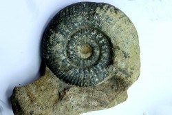 Hammatoceras insigne - Toarcien - Roanne - FRANCE