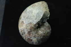 Eutrephoceras dekayi - Maestrichtien - S / Dakota - USA