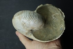 CYMATOCERAS SAKALAVUM - Albien - Madagascar