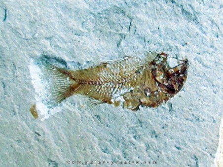 PRIMUSICHTHYS GRACILIS