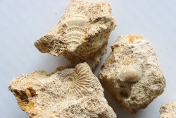 Unprepared: set of  5 pieces (gastéropodes et ammonites) - bajocian - Normandy - France