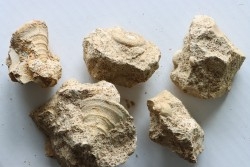 Unprepared: set of  5 pieces (gastéropodes et ammonites) - bajocian - Normandy - France