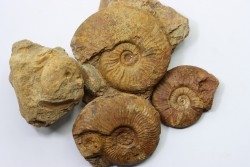 set of 4 ammonites - toarcian  La Verpillière - FRANCE