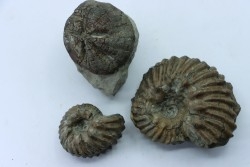 set of 2 Hoplites benetianus and un urchin - albien moyen - ancienne carrière Courcelles - Aube - France