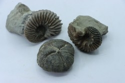 set of 2 Hoplites benetianus and un urchin - albien moyen - ancienne carrière Courcelles - Aube - France