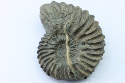 Hoplites avec serpules - albien moyen - ancienne carrière Courcelles - Aube - France