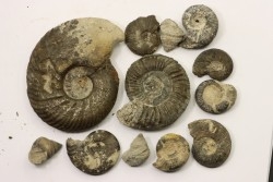 Collection of 12 ammonites and gastéropodes   // callovian // formation des marnes de Dives // Villers sur Mer - France