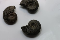 set of 3 ammonites   // callovian // formation des marnes de Dives // Villers sur Mer - France
