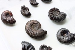 set of 9 "amaltheus" - domerian - Vesoul, France