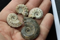 set of 4 kosmoceras - callovian - RUSSIA