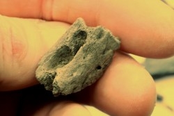 set of crocodiles bones from "amber level" - éocène - Compiegne - FRANCE