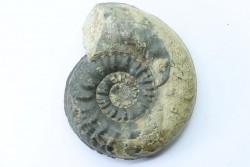 RARE pseudogrammoceras sp. (forme épaisse) - Toarcien - Roanne - FRANCE