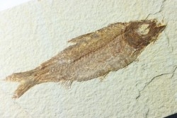 poisson fossile KNIGHTIA EOCAENA - USA