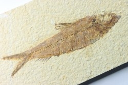 poisson fossile KNIGHTIA EOCAENA - USA