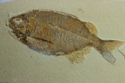 PHAREODUS TESTIS - Eocène - Wyoming - USA