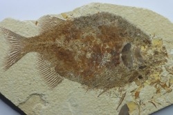 PHAREODUS TESTIS - Eocène - Wyoming - USA