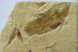 poisson fossile KNIGHTIA EOCAENA - USA