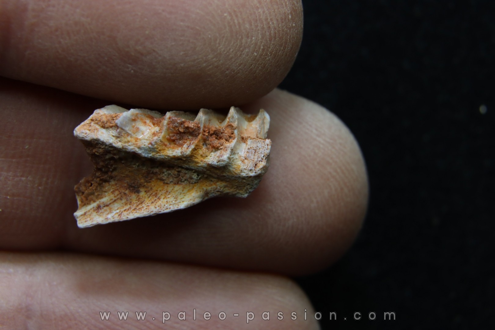 kem kem fossils