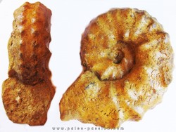 PSEUDASPIDOCERAS CONCILIATUM  (2)