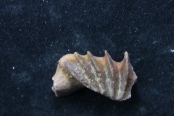 neoceratodus africanus - CENOMANIEN - Kem Kem - MAROC