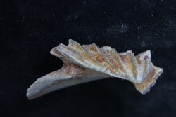 neoceratodus africanus - CENOMANIAN - Kem Kem - Morocco