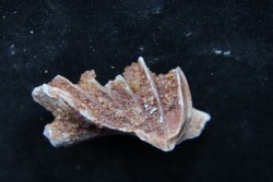 neoceratodus africanus - CENOMANIAN - Kem Kem - Morocco