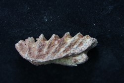 neoceratodus africanus - CENOMANIEN - Kem Kem - MAROC