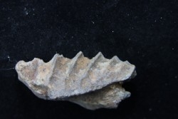 neoceratodus africanus - CENOMANIEN - Kem Kem - MAROC