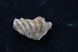 neoceratodus africanus - CENOMANIEN - Kem Kem - MAROC