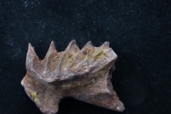 neoceratodus africanus - CENOMANIEN - Kem Kem - MAROC