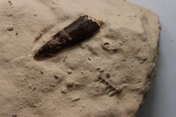 Elasmosaur tooth: Libonectes morgani - lower Turonian - Asfla, Goulmima, Morocco