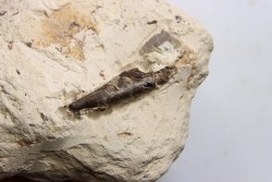Elasmosaur tooth: Libonectes morgani - lower Turonian - Asfla, Goulmima, Morocco
